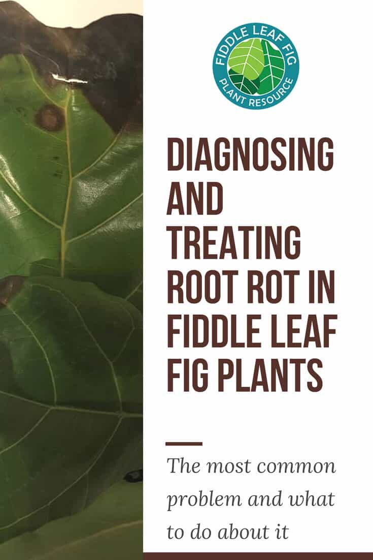 Diagnosing-and-Treating-Root-Rot-in-Fiddle-Leaf-Fig-Plants | The Fiddle ...