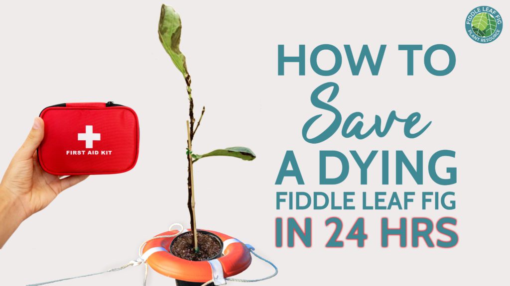 Root Rot in Fiddle Leaf Fig Plants. How to save your plant in 24 hours or less.