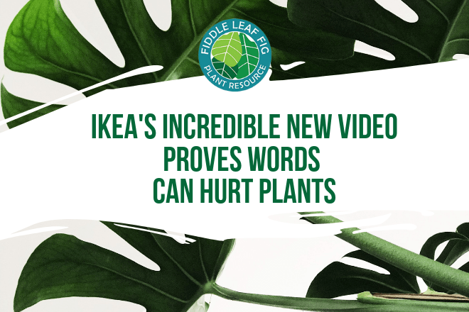 Ikea S Incredible New Video Proves Words Can Hurt Plants Watch Now