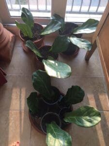 Fiddle leaf fig propagation is incredibly easy, if you have patience and follow some simple steps. Here are the secrets to propagation and the story of how one women grew 60 new plants from cuttings. Claire Akin