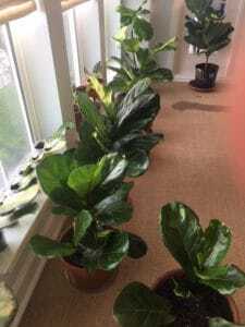 Fiddle leaf fig propagation is incredibly easy, if you have patience and follow some simple steps. Here are the secrets to propagation and the story of how one women grew 60 new plants from cuttings. Claire Akin