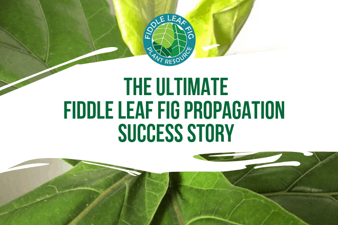 Fiddle leaf fig propagation is incredibly easy, if you have patience and follow some simple steps. Here are the secrets to propagation and the story of how one women grew 60 new plants from cuttings.