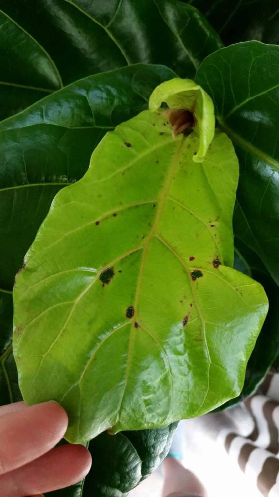 Insect Damage Fiddle Leaf Fig