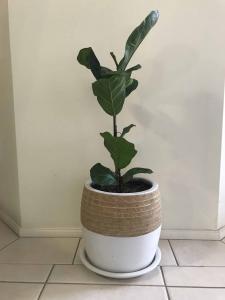 What to Do if Your Fiddle Leaf Fig is Dropping Leaves 1