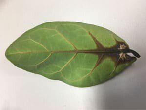 What to Do if Your Fiddle Leaf Fig is Dropping Leaves 3
