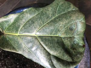 Brown Spots Fiddle Leaf Fig Sunburn 3