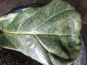 Brown Spots Fiddle Leaf Fig Sunburn 3