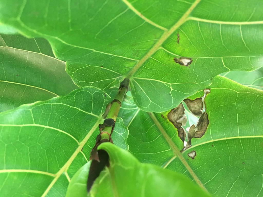 Fiddle Leaf Fig Brown Spots Physical Trauma 3