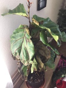 What to Do if Your Fiddle Leaf Fig is Dropping Leaves 2