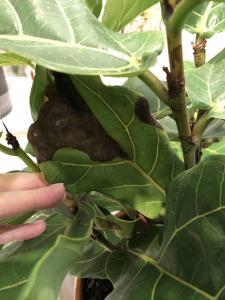Fiddle Leaf Fig Brown Spots Bacterial Infection 1