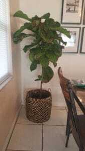 Fiddle Leaf Fig Brown Spots Bacterial Infection 3