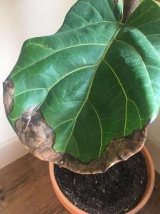 Fiddle Leaf Fig Brown Spots Bacterial Infection 1