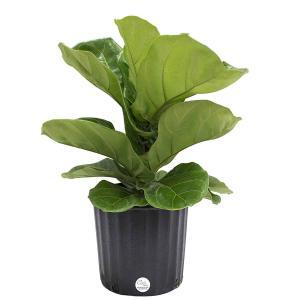 Where to Buy a Fiddle Leaf Fig Plant Online 2