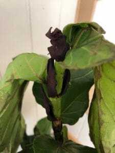 Fiddle Leaf Fig Brown Spots Dry Plant 2