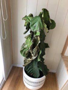 Brown Spots Fiddle Leaf Fig Dry Plant 1