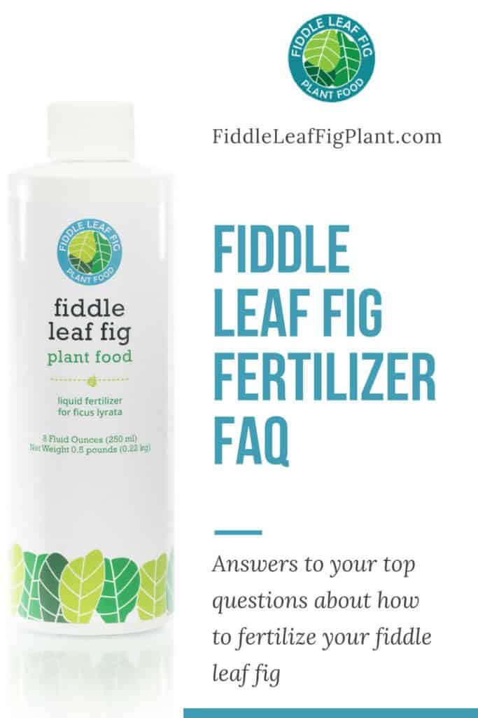 FiddleLeafFigFertilizerFAQ The Fiddle Leaf Fig Plant Resource