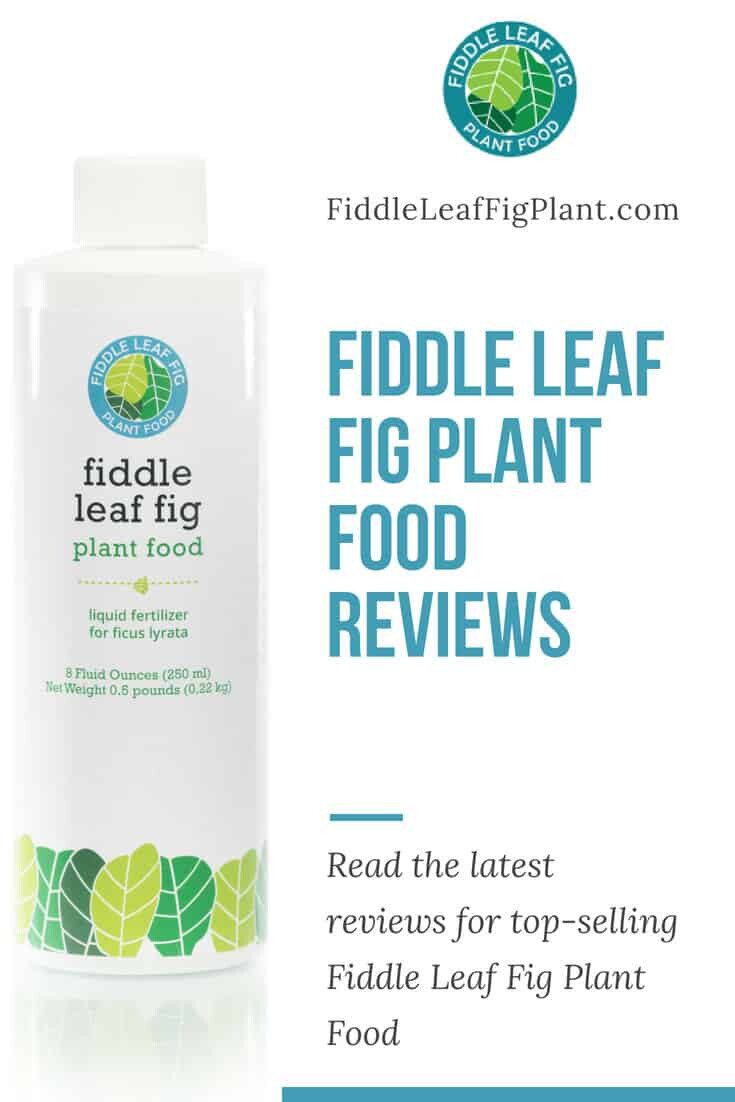 FiddleLeafFigPlantFoodReviews The Fiddle Leaf Fig Plant Resource
