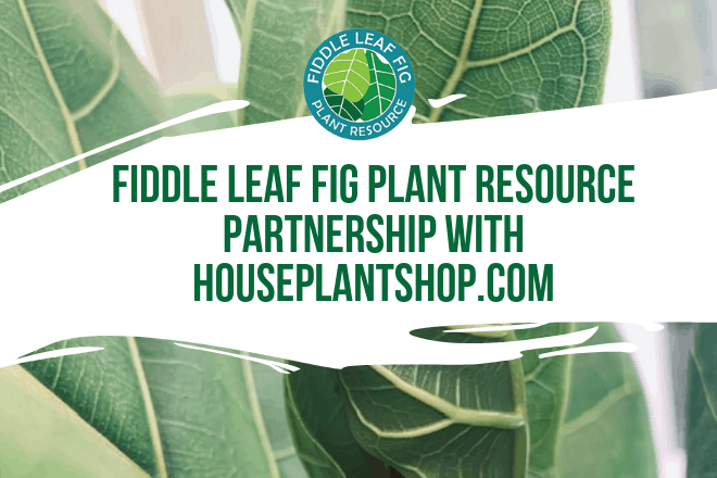We’re excited to announce that we’ve partnered with House Plant Shop to offer Fiddle Leaf Fig Plant Food when you purchase a Fiddle Leaf Fig!