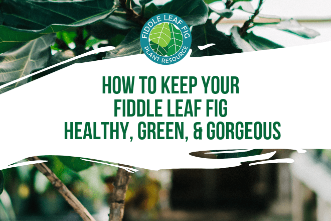 Fiddle leaf figs are popular because they provide eye-catching beauty. Here are the keys for how to keep your fiddle leaf fig healthy, green, and gorgeous.