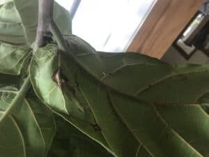 Fiddle Leaf Fig Brown Spots Physical Trauma 2