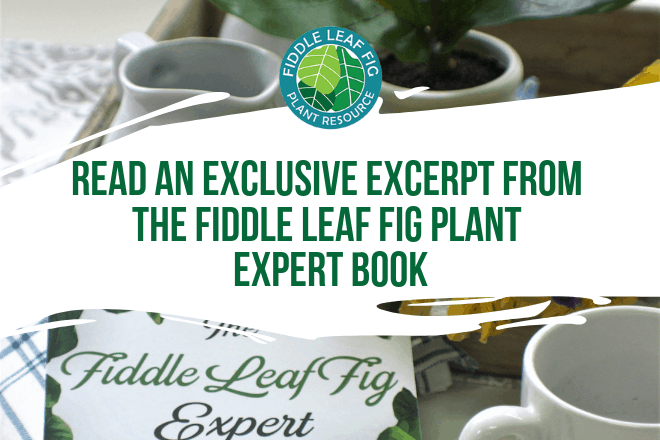 It's my goal to simplify everything I know about fiddle leaf figs in The Fiddle Leaf Fig Expert. The book makes it easy for anyone to grow healthy plants.