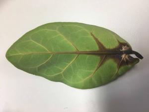 Brown Spots Fiddle Leaf Fig Root Rot 4
