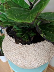 Brown Spots Fiddle Leaf Fig Root Rot 1