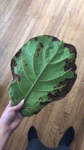 Brown Spots Fiddle Leaf Fig Root Rot 1