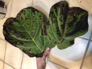 Brown Spots Fiddle Leaf Fig Root Rot 3