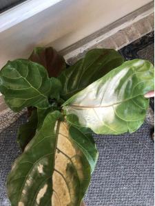 Brown Spots Fiddle Leaf Fig Sunburn 1