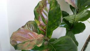 Brown Spots Fiddle Leaf Fig Sunburn 2