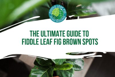 The Ultimate Photo Identification Guide to Fiddle Leaf Fig Brown Spots