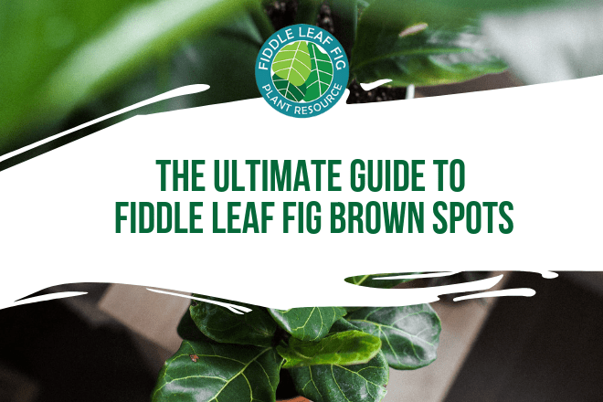 Fiddle leaf fig brown spots. The condition can be frustrating because it takes a bit of experience to determine what is causing the brown spots on your fiddle leaf fig.