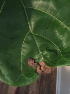 Fiddle Leaf Fig Brown Spots Physical Trauma 1