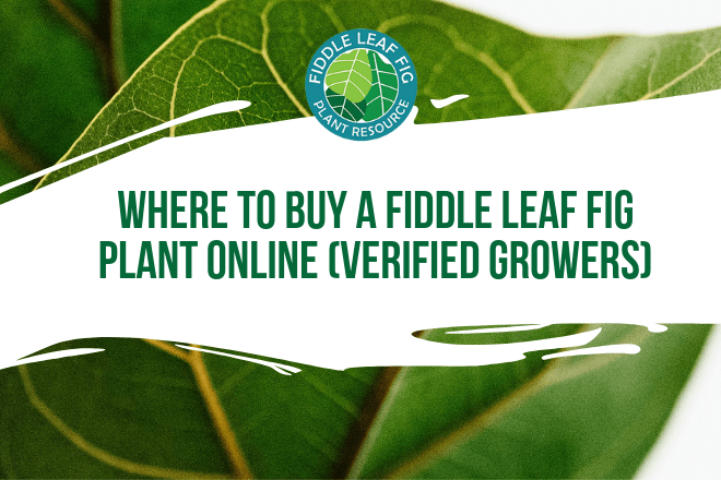You may be wondering where to buy a fiddle leaf fig plant online. We’ve been working to create a trusted network of online fiddle leaf fig sellers.
