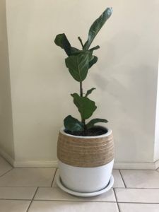 What to Do if Your Fiddle Leaf Fig is Dropping Leaves 1