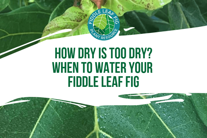 Did you know that the #1 cause of sick fiddle leaf fig plants is overwatering? Here's a guide for when to water your fiddle leaf fig tree.