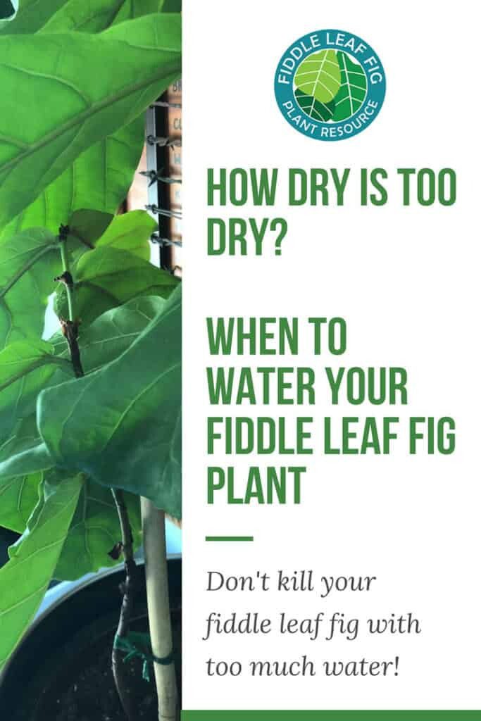 When-to-Water-Your-Fiddle-Leaf-Fig-Plant | The Fiddle Leaf Fig Plant ...