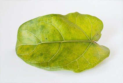 Yellow Fiddle Leaf Fig
