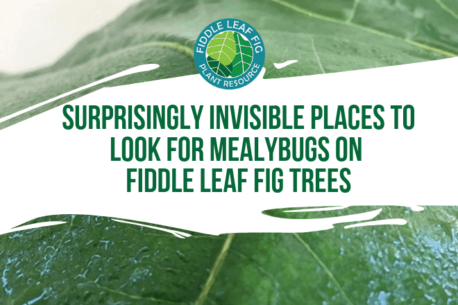 Have you ever seen mealybugs on a fiddle leaf fig tree? Click to learn which places to check to see if your fiddle leaf fig has a mealybug problem.