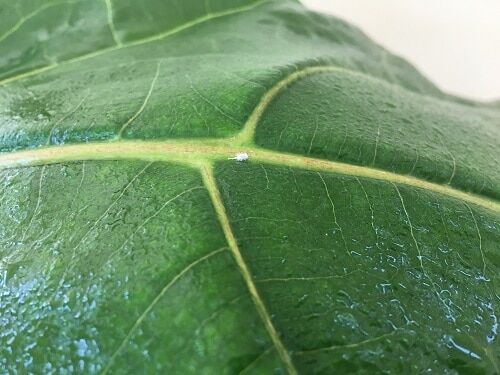 Mealy Bugs on Fiddle Leaf Fig Tree