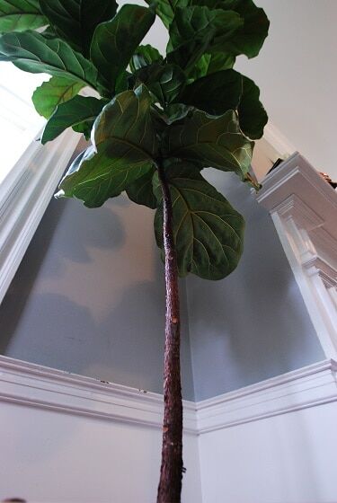 What Designers Mean by White Space Fiddle Leaf Fig Plant Resource