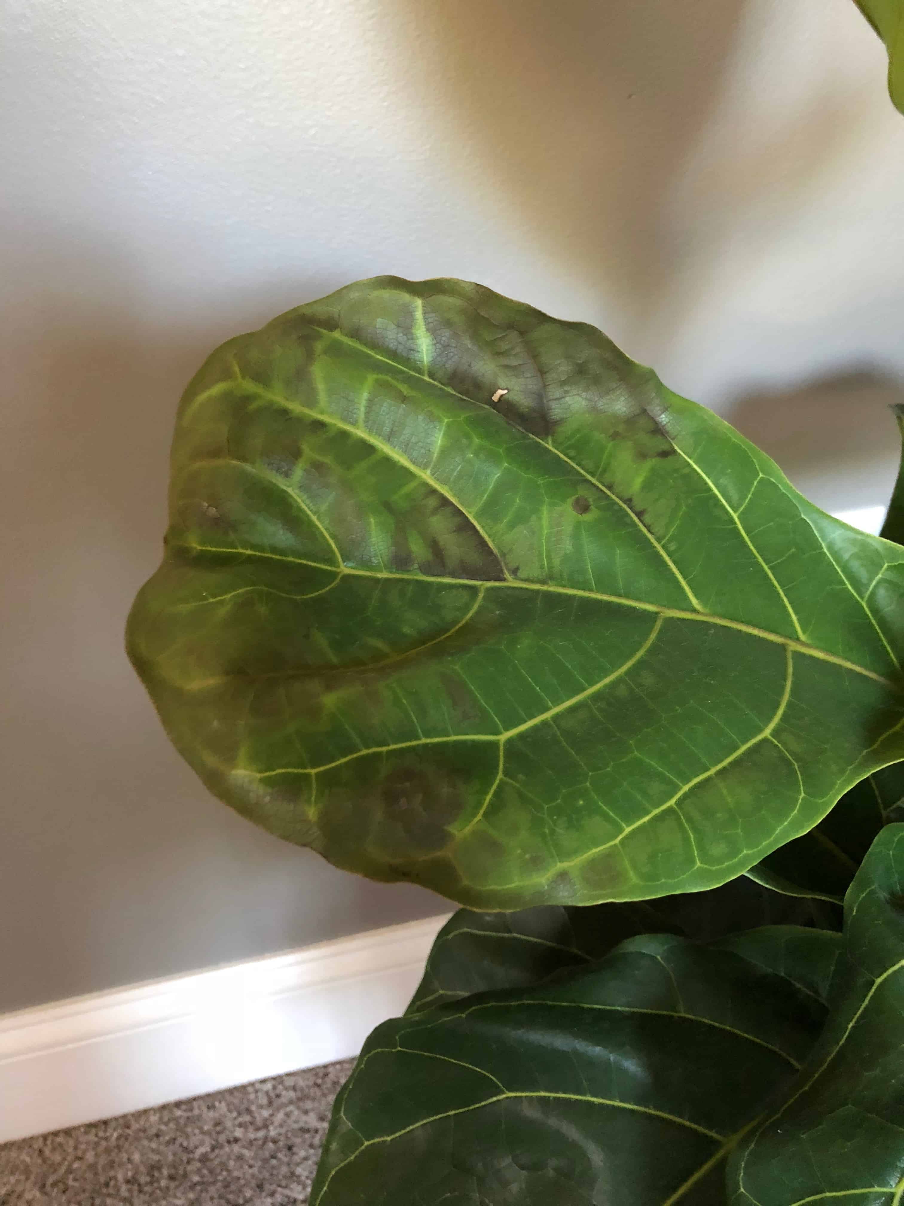 Discoloration on leaves The Fiddle Leaf Fig Plant Resource