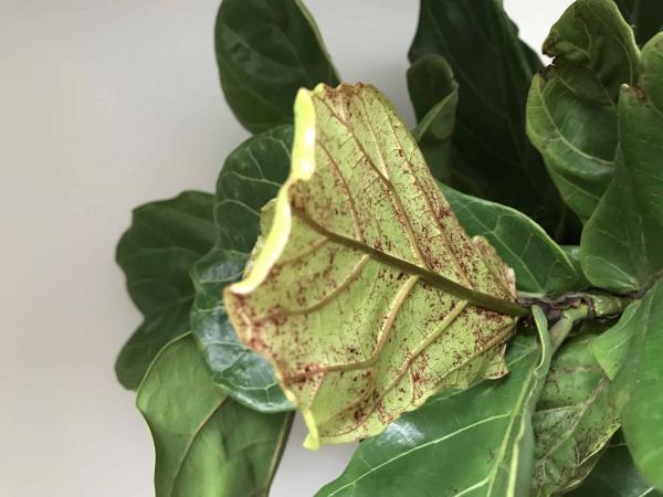 Rust Colored Spots on New Growth | The Fiddle Leaf Fig Plant Resource