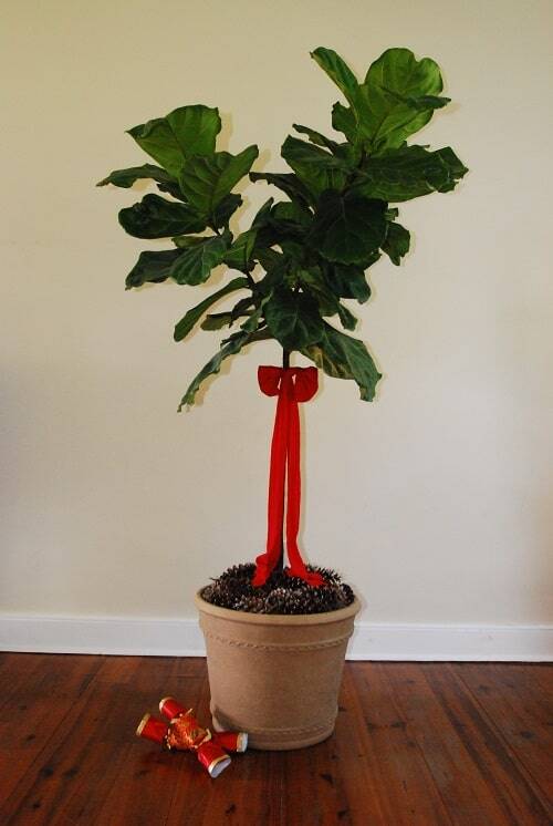 Deck the Halls (And Your Fiddle Leaf Fig Tree!) This Christmas Season