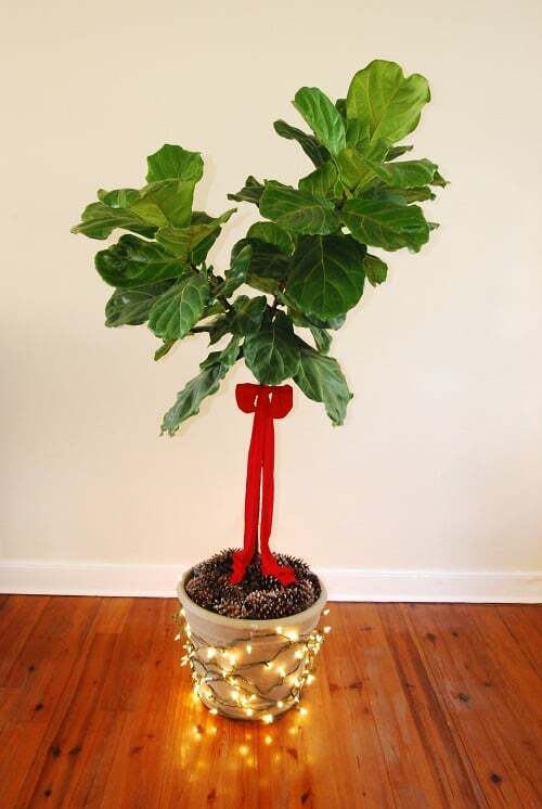 Deck the Halls (And Your Fiddle Leaf Fig Tree!) This Christmas Season
