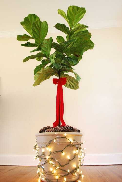 Deck the Halls (And Your Fiddle Leaf Fig Tree!) This Christmas Season