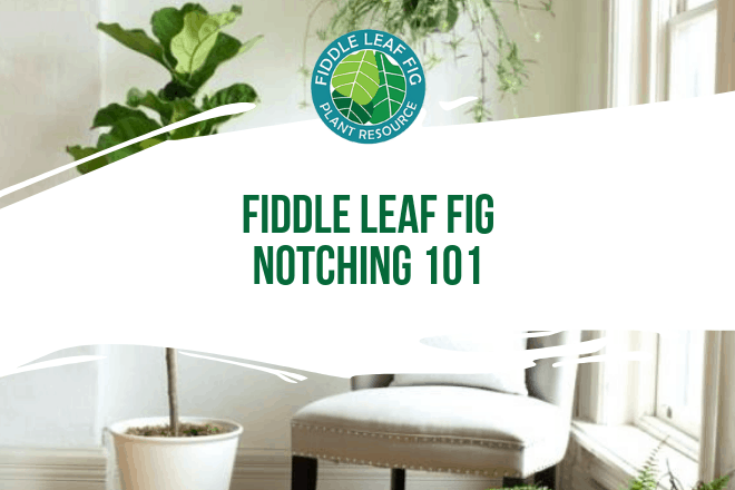 If you own a fiddle leaf fig tree, you've probably thought about what you can do to get it to grow new branches. Fiddle leaf fig notching is the answer.