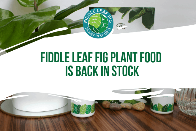 We are happy to announce that Fiddle Leaf Fig Plant Food is back in stock! We just finished moving the product to Amazon to provide the same great price, but less expensive shipping and faster delivery options. Order on Amazon now!