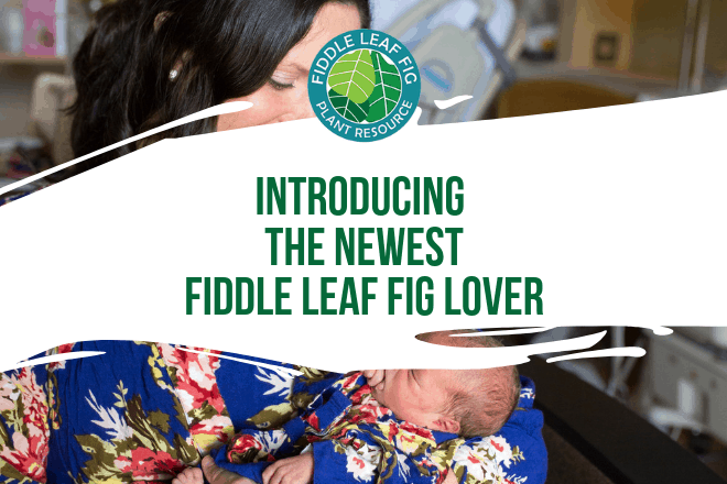 Thanks for being a part of the Fiddle Leaf Fig Plant Resource Family! We are thrilled to welcome the newest member of our little family, April Fern Akin.